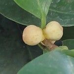 Ficus americana Fruit