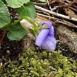 Viola riviniana Fleur