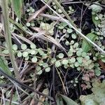 Lysimachia tenella Leaf