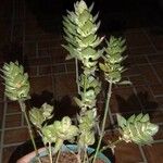 Blechum pyramidatum ഇല