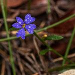 Dampiera stricta Fleur