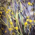 Bupleurum fruticescens Fleur