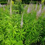 Veronicastrum sibiricum Elinympäristö