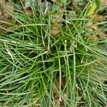 Carex leersii عادت