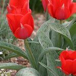 Tulipa greigii Kwiat