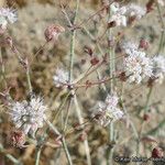 Eriogonum angulosum Staniste