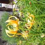Lilium henryi Flor