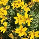 Bidens ferulifolia Virág