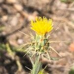 Centaurea melitensis Flower