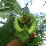 Mkilua fragrans Flower