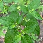 Solanum scabrum 葉