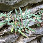 Pellaea atropurpurea Hábito