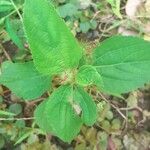 Acalypha alopecuroidea Blatt