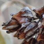 Hylotelephium anacampseros Fruit