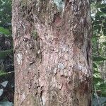 Pterocarpus soyauxii Escorça