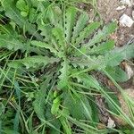 Crepis mollis Habitus