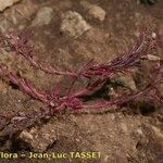 Euphorbia exigua Hábito