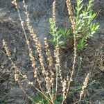 Anarrhinum bellidifolium Plod