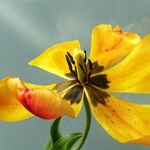 Tulipa raddii Květ