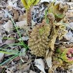 Gunnera tinctoriaYaprak