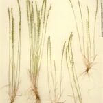 Vulpia unilateralis その他の提案
