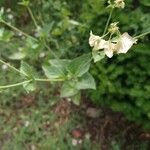 Mirabilis albida Цвят