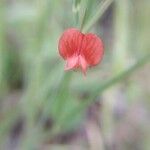 Lathyrus setifolius Цветок