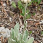 Antennaria lanata 整株植物