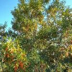 Citharexylum montevidense Habit