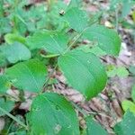 Lathyrus venetus Blad