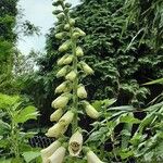 Digitalis grandiflora موطن