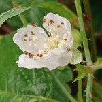 Rubus caesius Virág