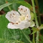 Rubus caesius പുഷ്പം