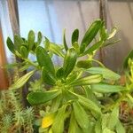 Sedum dendroideum 葉