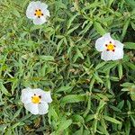 Cistus ladanifer Hábito