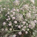 Seseli gummiferum その他の提案