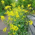 Brassica napus Habitus