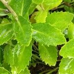 Hylotelephium telephium Likasa