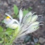 Tinantia erecta Blüte