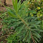 Euphorbia esula Leaf