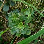 Saxifraga spathularis Blad