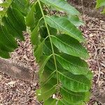 Toona ciliata Leaf