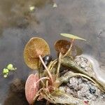 Hydrocharis morsus-ranae Лист