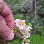 Saurauia montana Flower