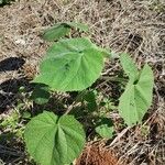 Abutilon mollissimum Habit