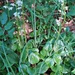 Pyrola rotundifolia Yeri