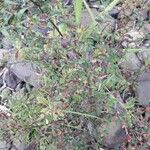Ludwigia erecta Habitus