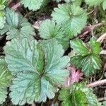 Potentilla indica Blatt