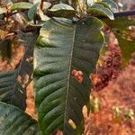 Harungana madagascariensis Hoja