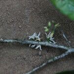 Noronhia africana Flower